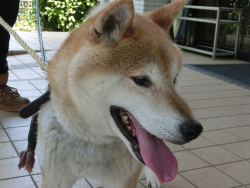 a0285205_10593629.jpg