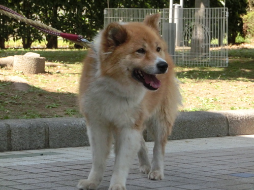a0285205_1103912.jpg