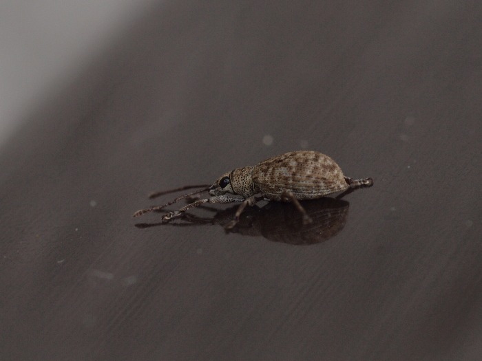 クチブトゾウムシの一種_c0116915_23344388.jpg