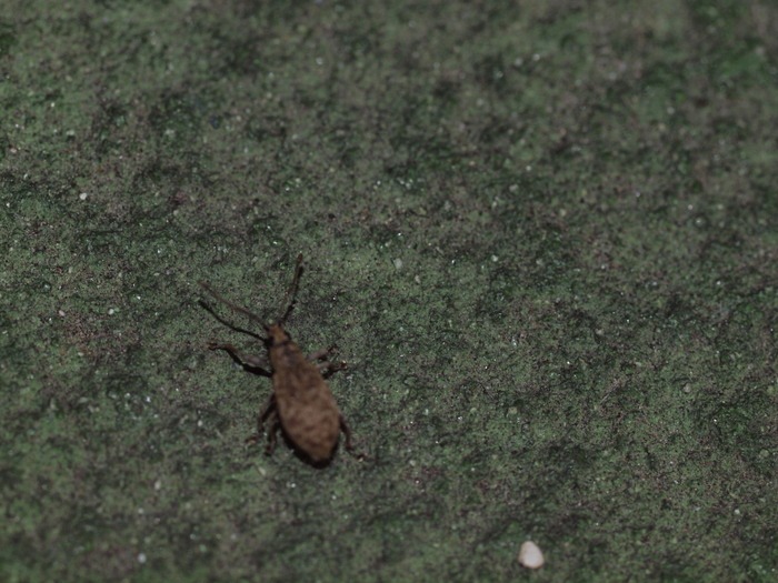 クチブトゾウムシの一種_c0116915_23352747.jpg