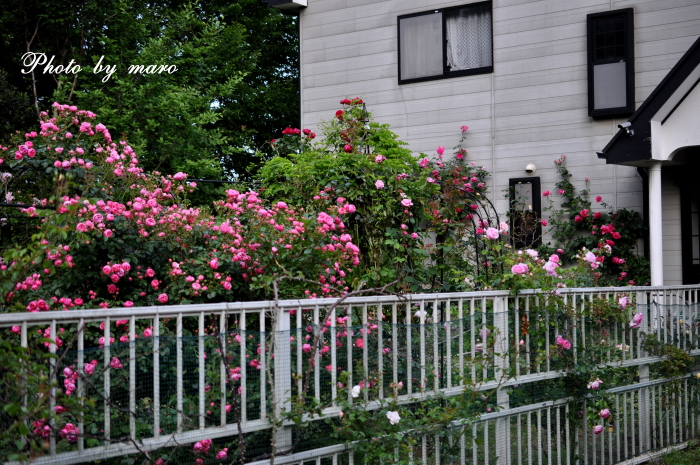 可愛い 薔薇 ジャスミーナ と 最後の芍薬♪_e0160417_1053494.jpg