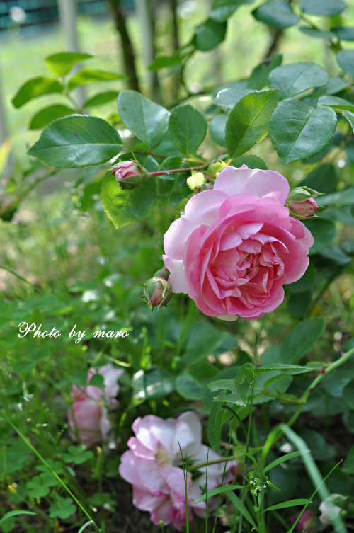 可愛い 薔薇 ジャスミーナ と 最後の芍薬♪_e0160417_9593977.jpg