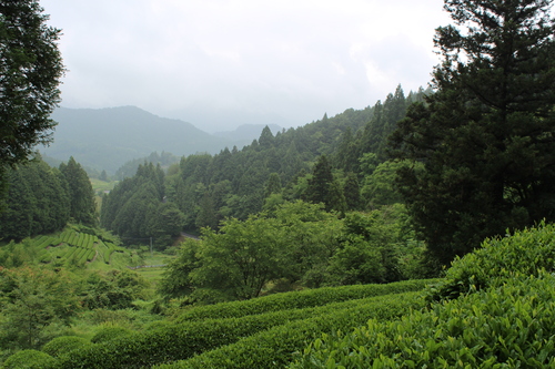 お茶さがし_b0220318_19502932.jpg