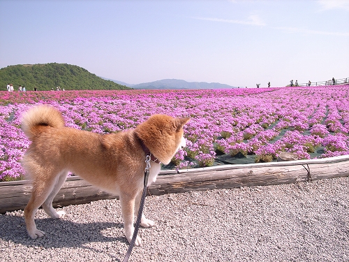 茶臼山高原_b0225620_13261798.jpg