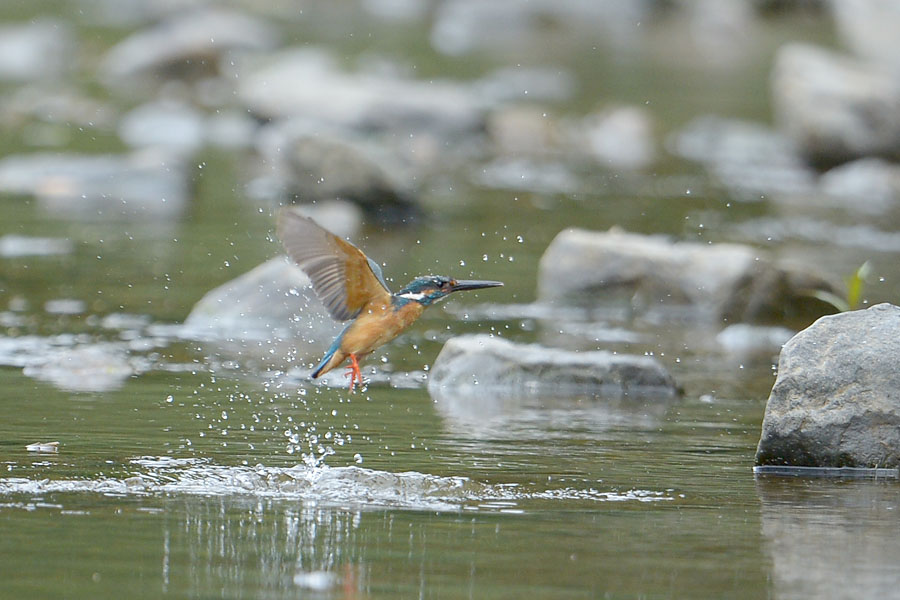 130530 川の水物など_c0278820_18143240.jpg