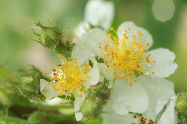 ♪　庭の花たち　♪_e0242721_7185378.jpg