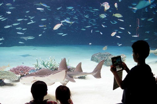 【思い出綴り（１日目）】池袋サンシャイン水族館／メトロポリタンホテルでバイキング_b0033423_824473.jpg