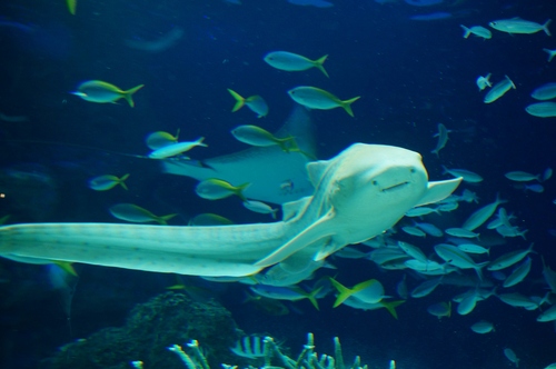 【思い出綴り（１日目）】池袋サンシャイン水族館／メトロポリタンホテルでバイキング_b0033423_923875.jpg