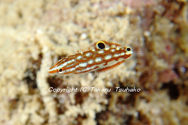 52 カザリキュウセン 沖縄本島のベラ