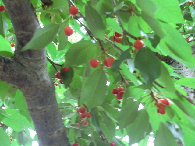 a0006033_1331147.jpg