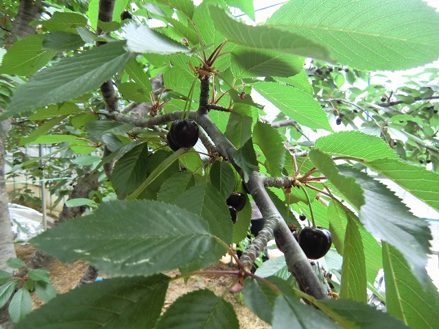 a0006033_13311869.jpg