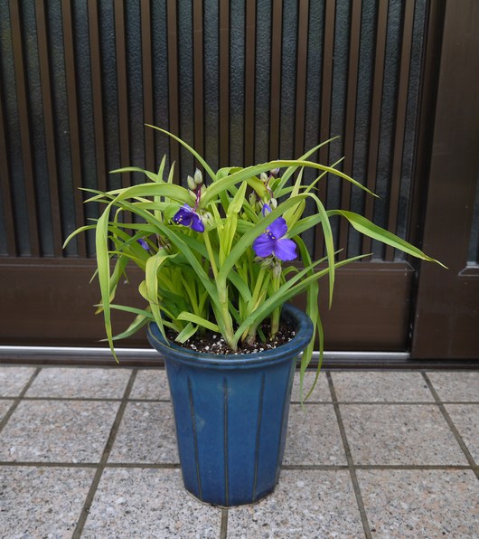 庭の花の成長は続く_a0228333_16463448.jpg