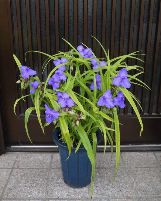 庭の花の成長は続く_a0228333_16474464.jpg