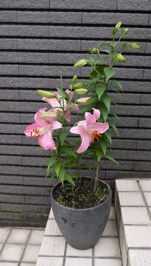 庭の花の成長は続く_a0228333_16502879.jpg
