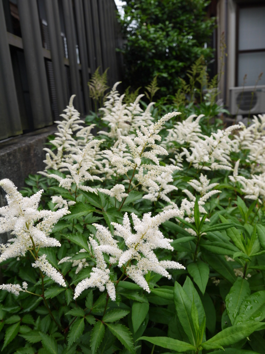 庭の花の成長は続く_a0228333_1658550.jpg