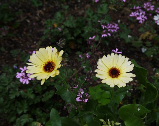 庭の花の成長は続く_a0228333_173677.jpg