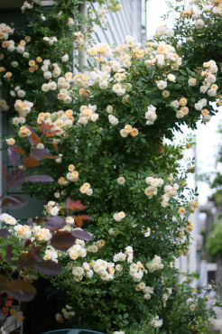 f0002534_2041157.jpg