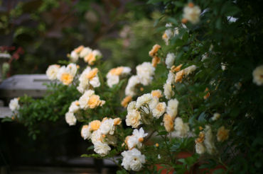 f0002534_2061699.jpg