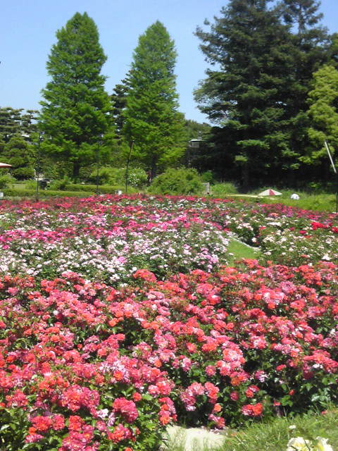 c0292342_20213195.jpg
