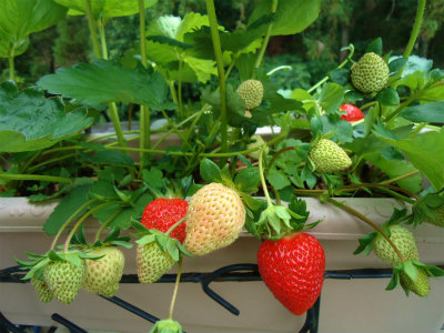 いちごは野菜か果物か はっぴー ばい まいせるふ