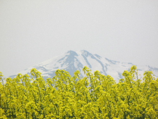 鳥海山菜の花畑_d0154344_11192462.jpg