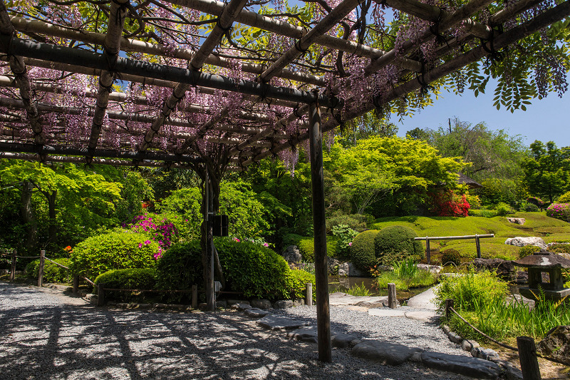 春・花盛りの退蔵院（妙心寺塔頭）_f0155048_20575150.jpg