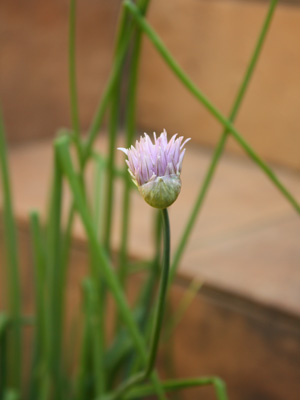 チャイブの花が咲きました～ハーブガーデン成長中～_a0187356_17334937.jpg