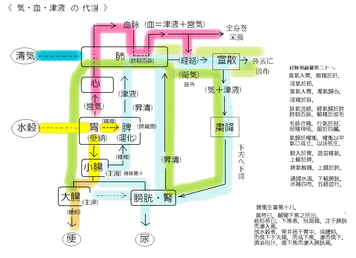 カラー・気血津液の代謝_a0223458_18411865.gif