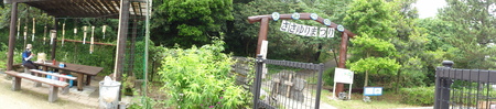 カサブランカ級ささゆりが咲き始めました in うみべの森_c0108460_18541610.jpg