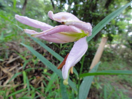 カサブランカ級ささゆりが咲き始めました in うみべの森_c0108460_18564314.jpg