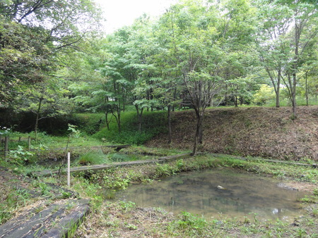 カサブランカ級ささゆりが咲き始めました in うみべの森_c0108460_192794.jpg