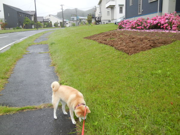 ’13,5,30(木)梅雨に「スウィニートッド」で感激!_f0060461_9102483.jpg