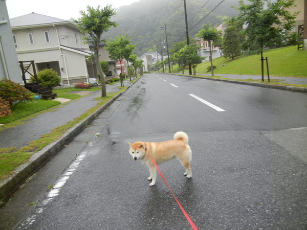 ’１３，５，３０（木）梅雨に「スウィニートッド」で感激！_f0060461_9142062.jpg