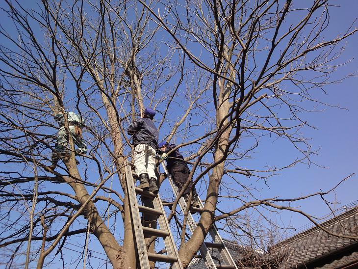 アカバナ栃の木がご難です。_b0124462_550447.jpg