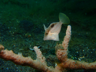 LEMBEHツアー2013春♪出発～極小お魚編　　　LEMBEH_e0184067_1727653.jpg