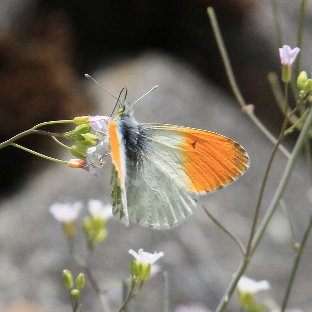 クモマツマキチョウ　　交尾拒否　　2013.5.26長野県②_a0146869_622988.jpg