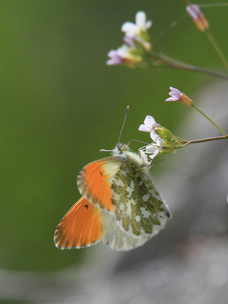 クモマツマキチョウ　　交尾拒否　　2013.5.26長野県②_a0146869_634097.jpg