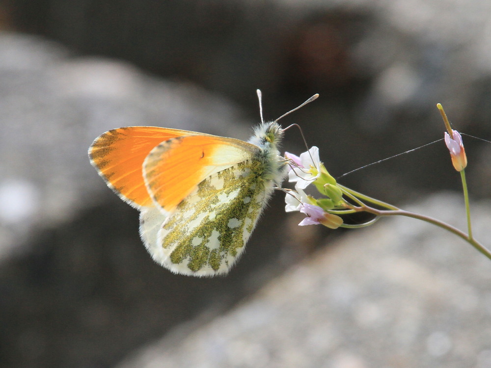 クモマツマキチョウ　　交尾拒否　　2013.5.26長野県②_a0146869_63997.jpg