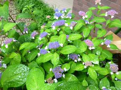 c0040472_14141668.jpg
