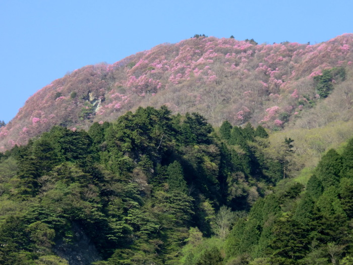 No291大展望とあけぼのつつじ満開の四国・平家平～冠山～土山越_b0185573_15325064.jpg