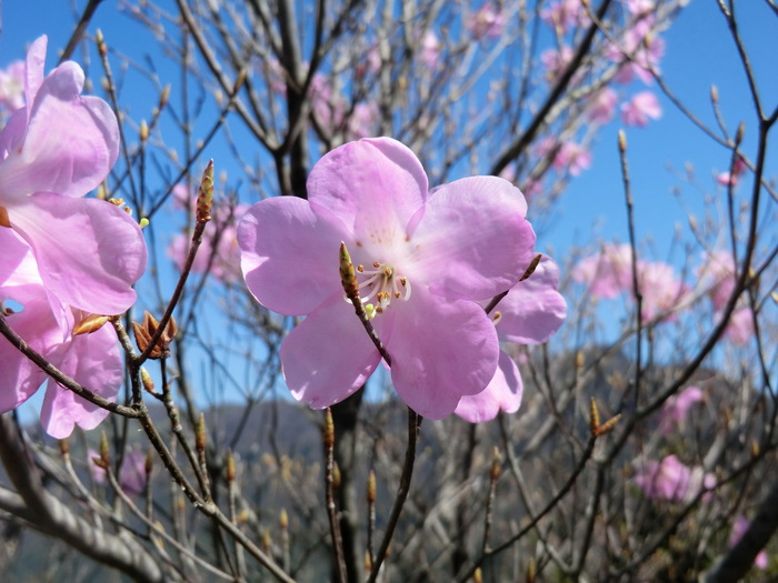 No291大展望とあけぼのつつじ満開の四国・平家平～冠山～土山越_b0185573_8501047.jpg