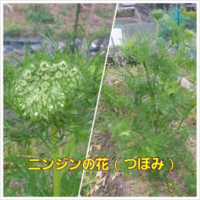 d0001177_15195766.jpg