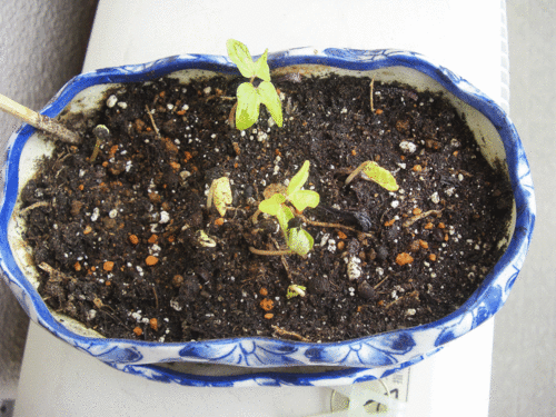 c0095679_2325184.gif