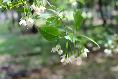 c0152779_16111270.jpg