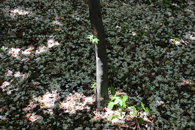 c0152779_16112650.jpg