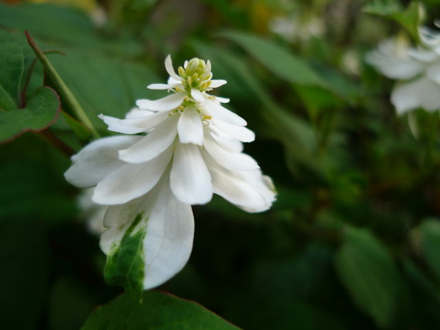 a0182281_1440239.jpg