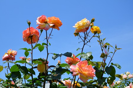 c0229483_22503684.jpg