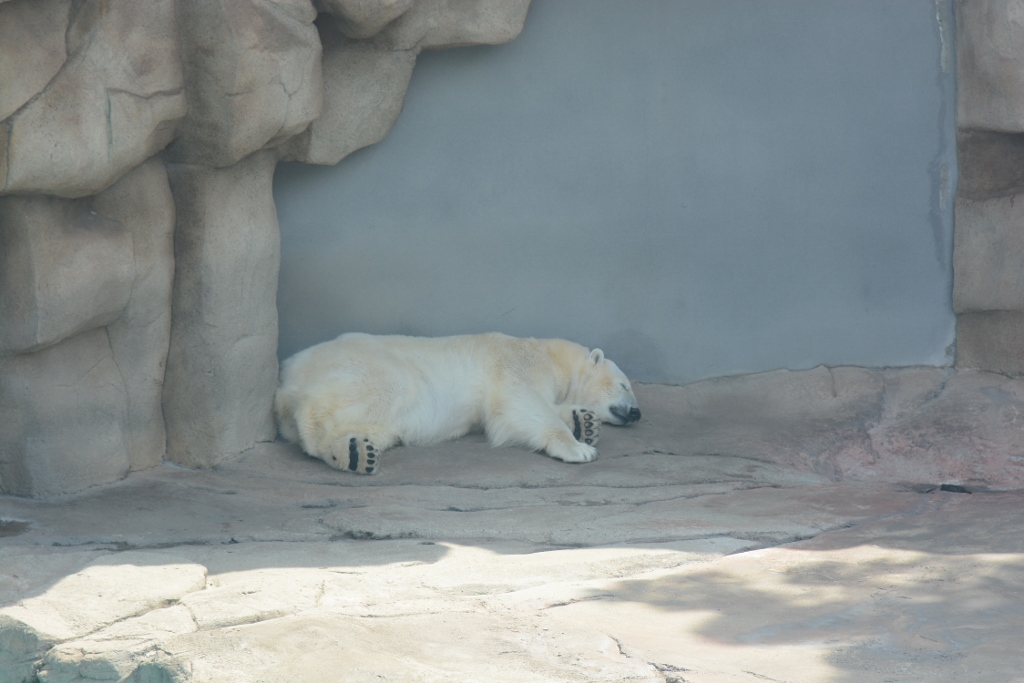 ２０１３年５月　王子動物園　筍旦旦_a0052986_003228.jpg