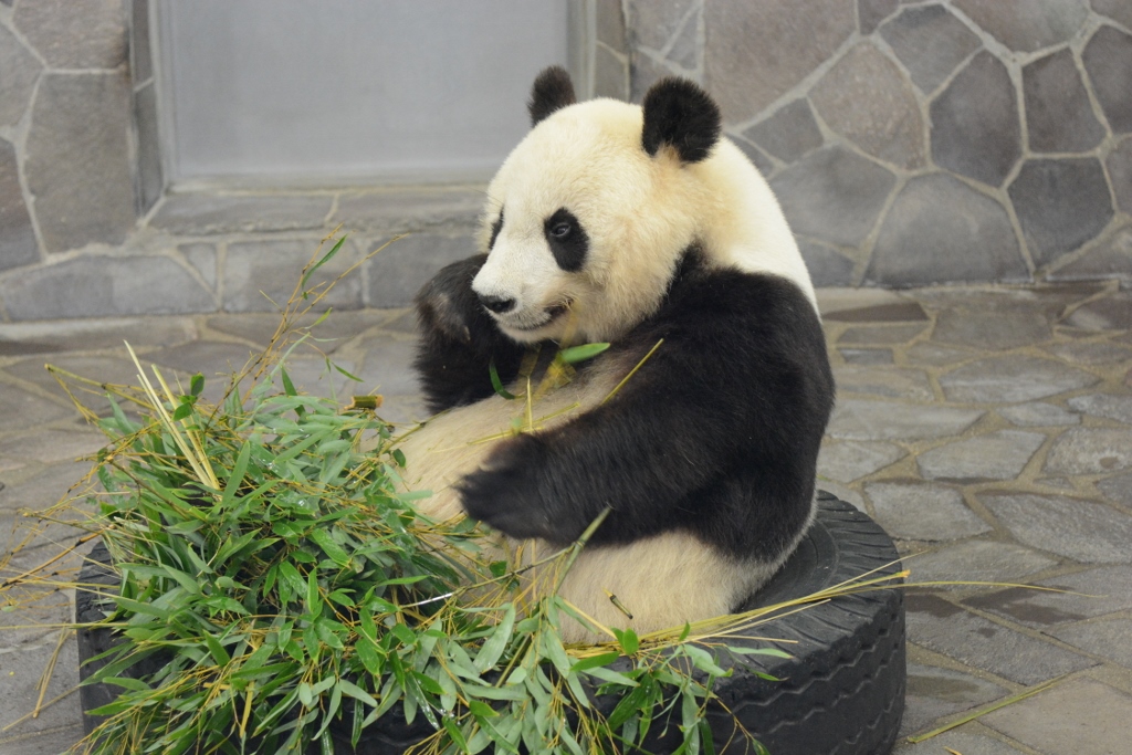 ２０１３年５月　王子動物園　筍旦旦_a0052986_044710.jpg