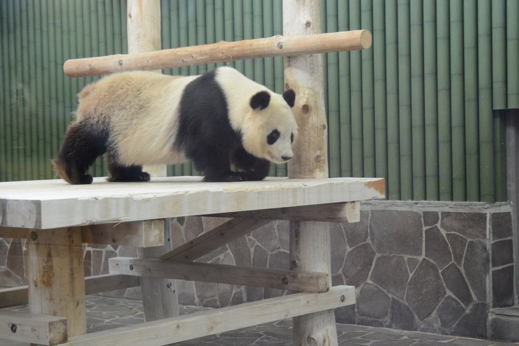 ２０１３年５月　王子動物園　筍旦旦_a0052986_05141.jpg